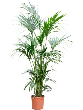 Kentia (Howea) forsteriana Toef 5pp