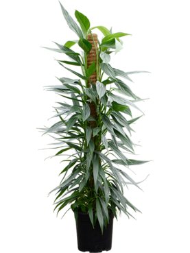 Philodendron \'Exotica\' Mosstok