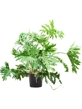 Philodendron selloum Bush
