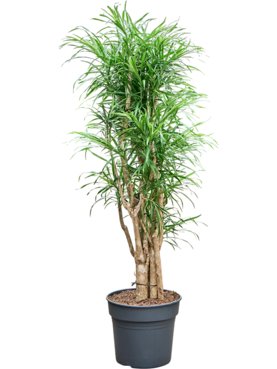 Pleomele (Dracaena) \'Anita Variegata\' Vertakt