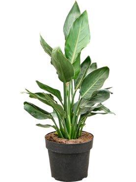 Strelitzia reginae Toef