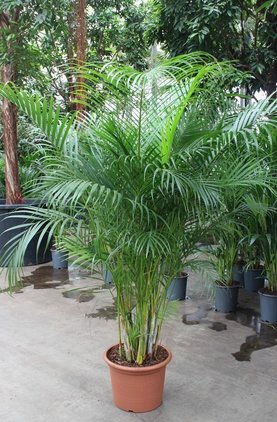 Dypsis lutescens Toef