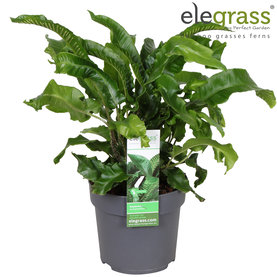 Asplenium scolopendrium Bush