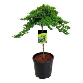 Juniperus procumbens \'Nana\' Stam
