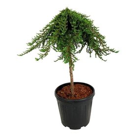 Juniperus communis \'Greenmantle\' Stam
