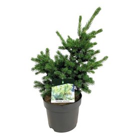 Picea pungens \'Lucky Strike\'