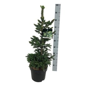 Picea abies \'Will\'s Zwerg\' Bush