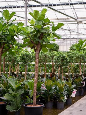 Ficus lyrata Stam