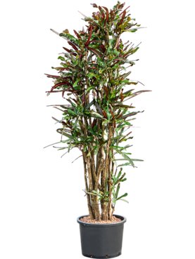 Croton (Codiaeum) variegatum \'Mammi\' Vertakt