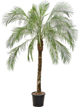 Phoenix roebelenii (260-280) Stam