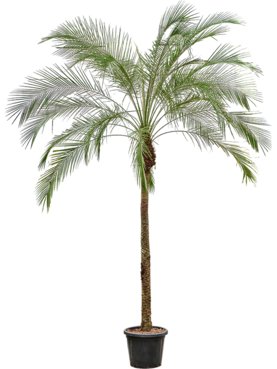 Phoenix roebelenii (270-300) Stam