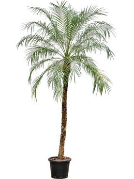 Phoenix roebelenii (300-320) Stam