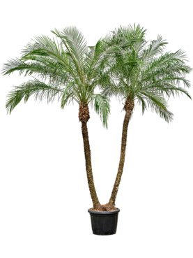 Phoenix roebelenii (320-360) 2 Stam