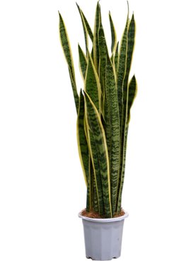 Sansevieria trifasciata \'Laurentii\' Toef