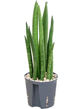 Sansevieria cylindrica \'Tower\' Toef (Bims)