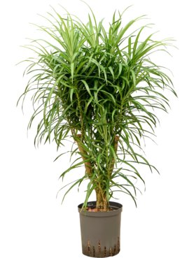 Pleomele (Dracaena) \'Anita Variegata\' Vertakt