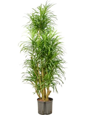 Pleomele (Dracaena) \'Anita Variegata\' Vertakt