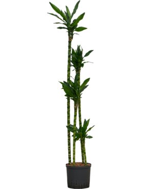 Dracaena fragrans \'Burundii\' 120-90-60-30
