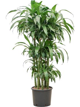 Dracaena deremensis \'Black Beauty\' 90-Carrousel