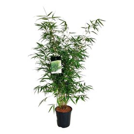 Fargesia robusta \'Pingwu\' Bush