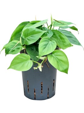 Philodendron scandens Hanger