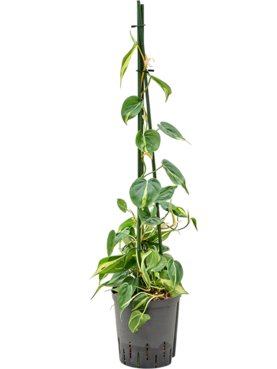 Philodendron scandens \'Brasil\' Piramide 90