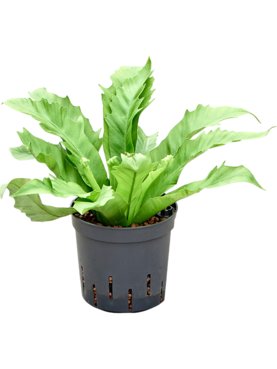 Asplenium antiquum \'Gioia\'