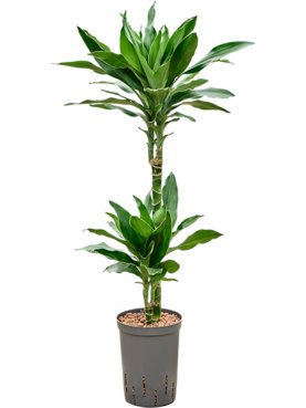 Dracaena fragrans \'Janet Lind Gold\' 45-15