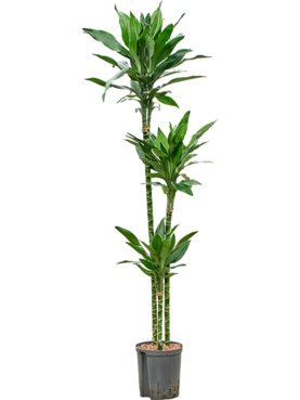 Dracaena fragrans \'Janet Lind Gold\' 90-60-30