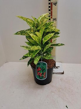 Aucuba japonica \'Golden King\'