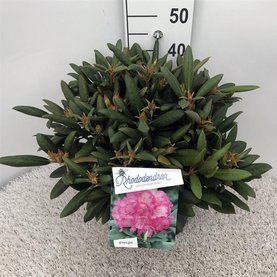 Rhododendron Yakushimanum \'Polaris\'
