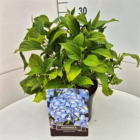 Hydrangea macrophylla \'Nikko Blue\'