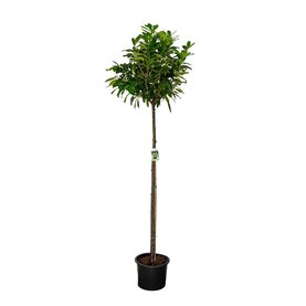 Prunus laurocerasus \'Novita\' Stam