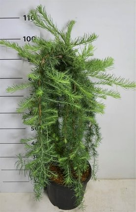 Larix kaempferi \'Stiff Weeper\'