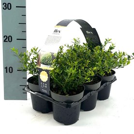 Ilex crenata \'Convexa\'