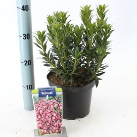 Kalmia latifolia \'Minuet\'