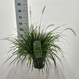 Pennisetum orientale \'Fairy Tails\'