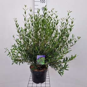 Phillyrea angustifolia \'Green Up\'