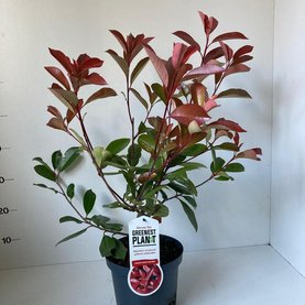 Photinia fraseri \'Red Robin\'
