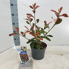 Photinia fraseri \'Red Robin\'