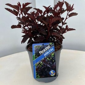Physocarpus opulifolius \'All Black\'