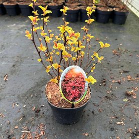 Physocarpus opulifolius \'Little Angel\'