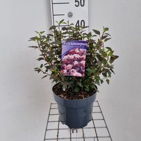 Physocarpus opulifolius \'Little Joker\'
