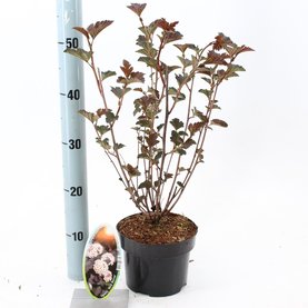 Physocarpus opulifolius \'Red Baron\'