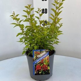 Physocarpus opulifolius \'Raspberry Lemonade\'