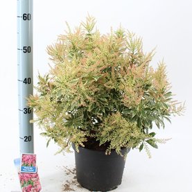 Pieris japonica \'Polar Passion\'