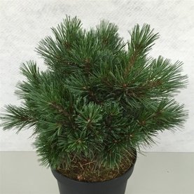 Pinus strobus \'Krgers Lilliput\'