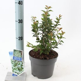 Prunus incisa \'Kojou-no-mai\'