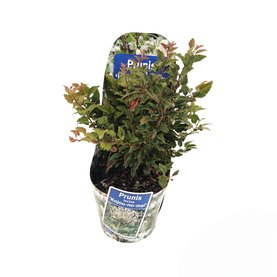 Prunus incisa \'Kojou-no-mai\'