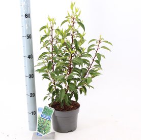 Prunus lusitanica \'Angustifolia\'
